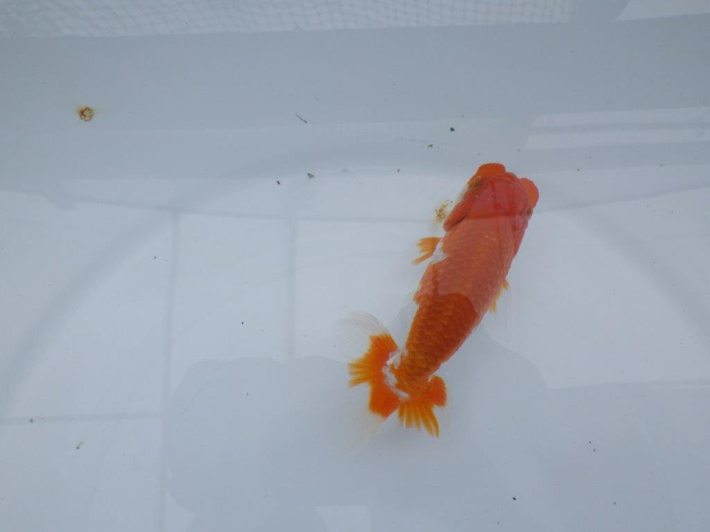 目先のあるフンタン！　明け二歳魚　 　約12ｃｍ　オス【管理魚】
