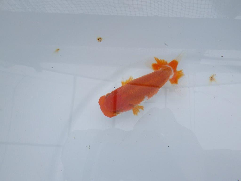 目先のあるフンタン！　明け二歳魚　 　約12ｃｍ　オス【管理魚】