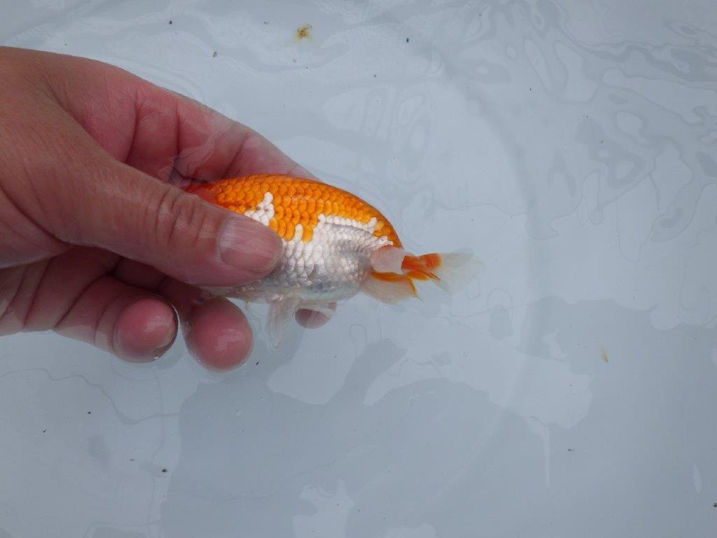 目先のあるフンタン！　明け二歳魚　 　約12ｃｍ　オス【管理魚】