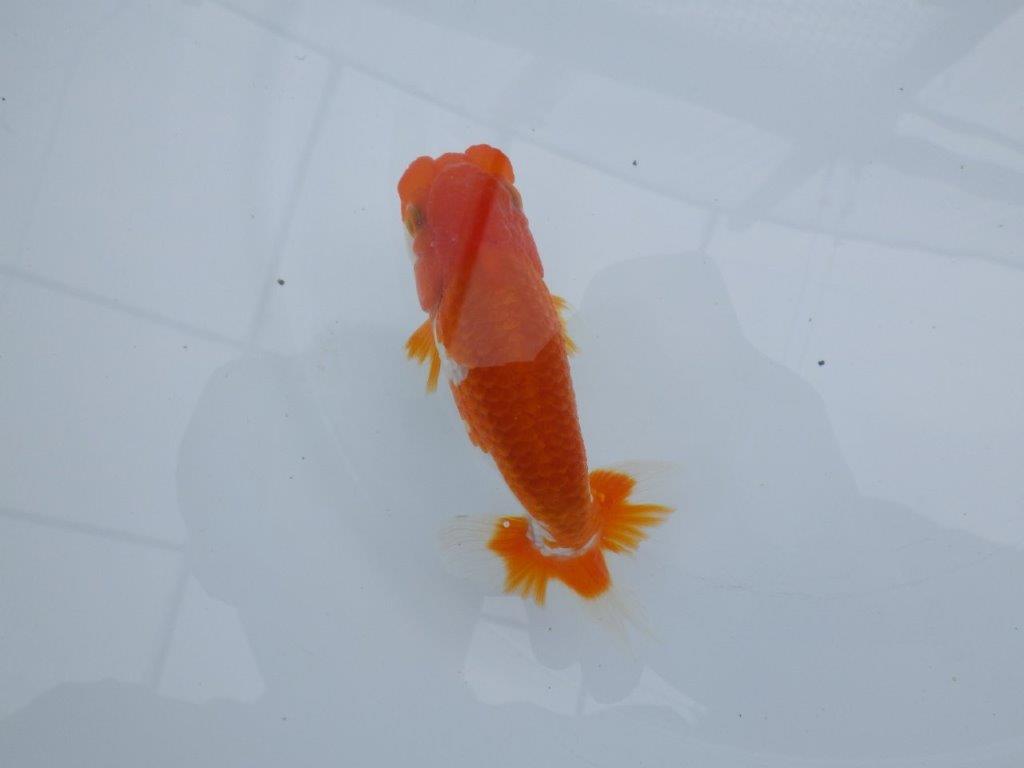 目先のあるフンタン！　明け二歳魚　 　約12ｃｍ　オス【管理魚】