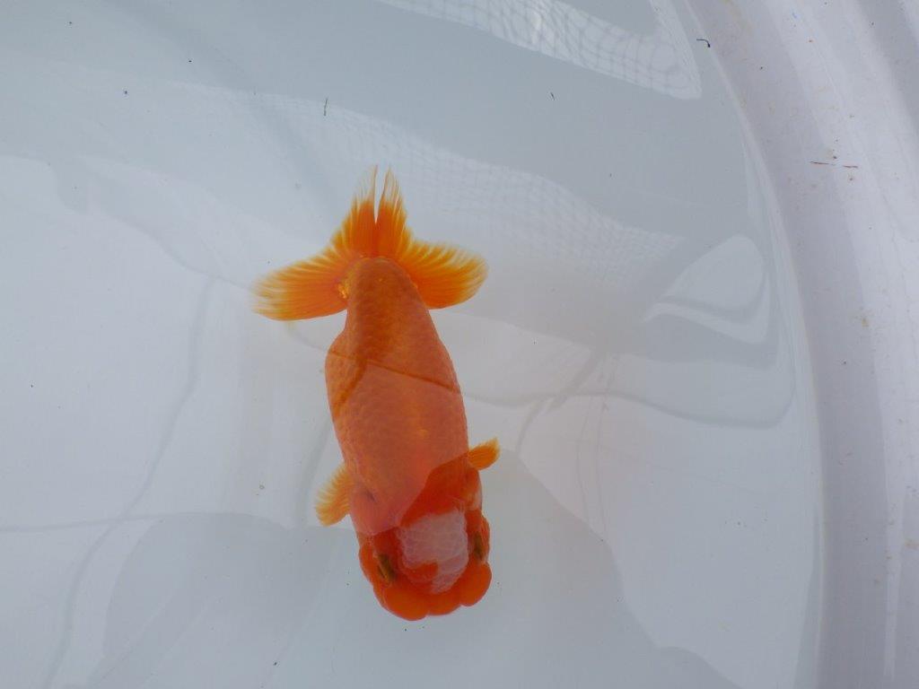 雰囲気の良い窓柄　明け二歳魚　 　約13ｃｍ　オス【管理魚】