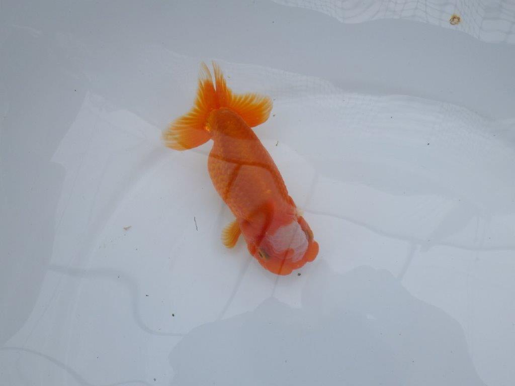 雰囲気の良い窓柄　明け二歳魚　 　約13ｃｍ　オス【管理魚】