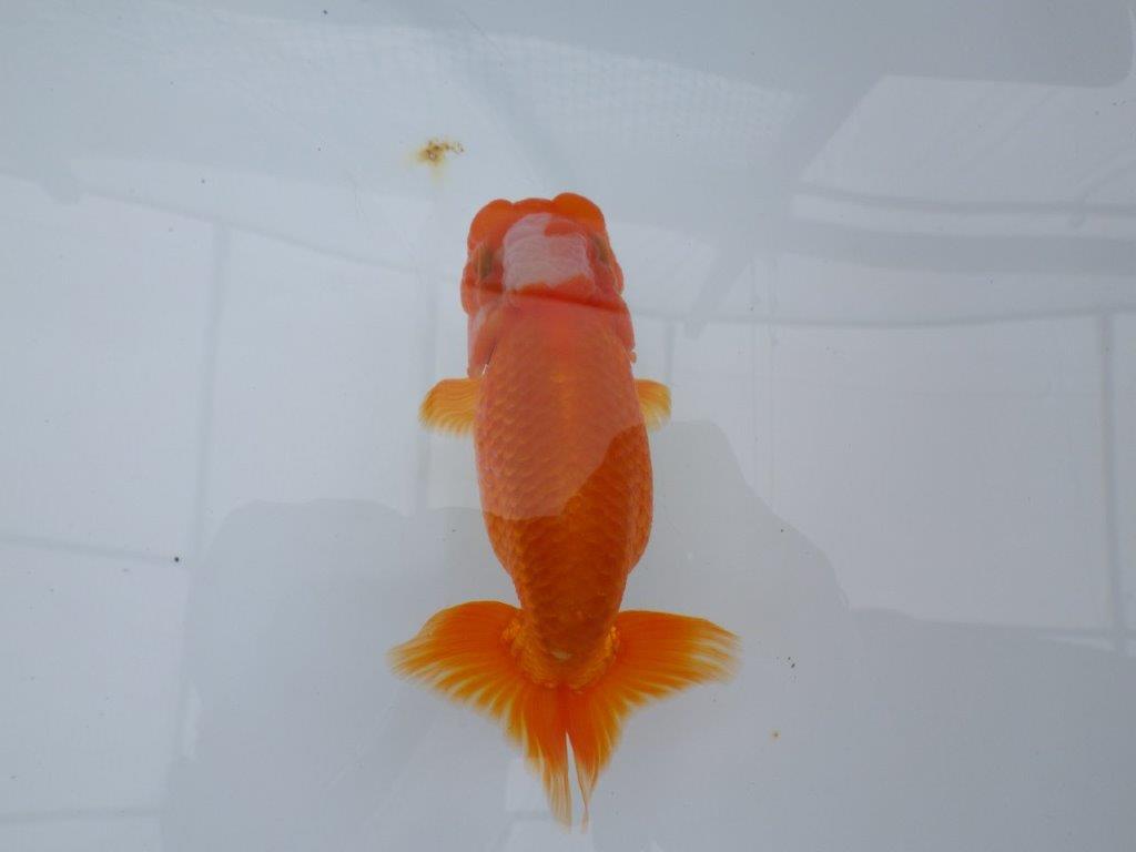 雰囲気の良い窓柄　明け二歳魚　 　約13ｃｍ　オス【管理魚】
