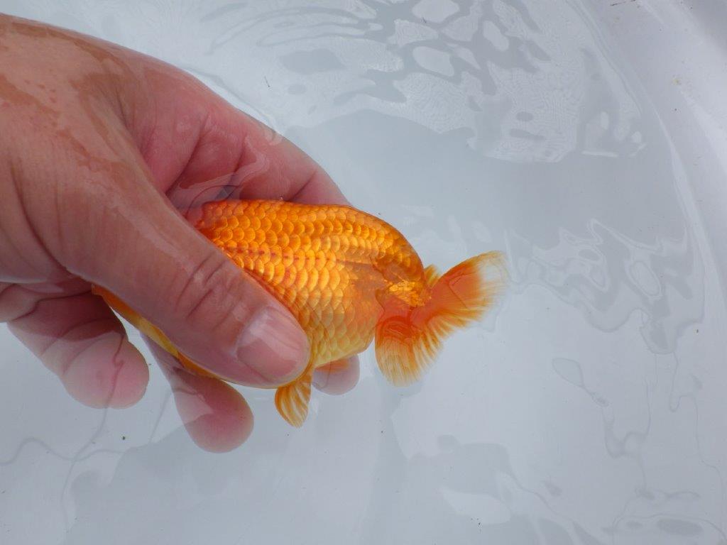 雰囲気の良い窓柄　明け二歳魚　 　約13ｃｍ　オス【管理魚】
