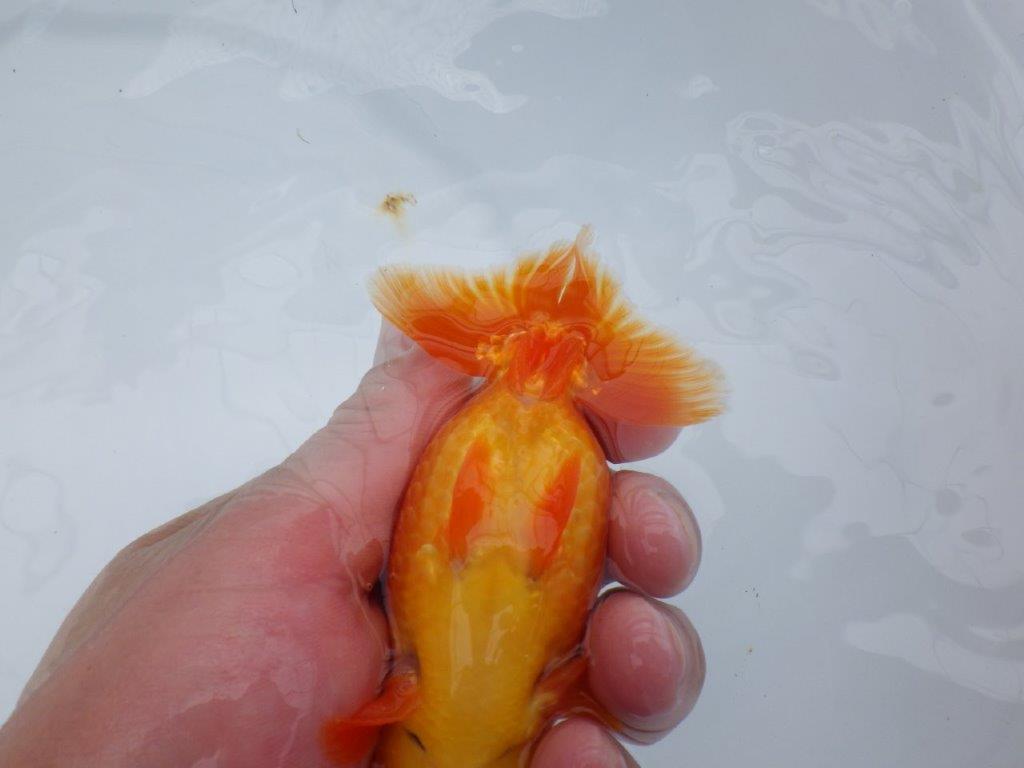 雰囲気の良い窓柄　明け二歳魚　 　約13ｃｍ　オス【管理魚】
