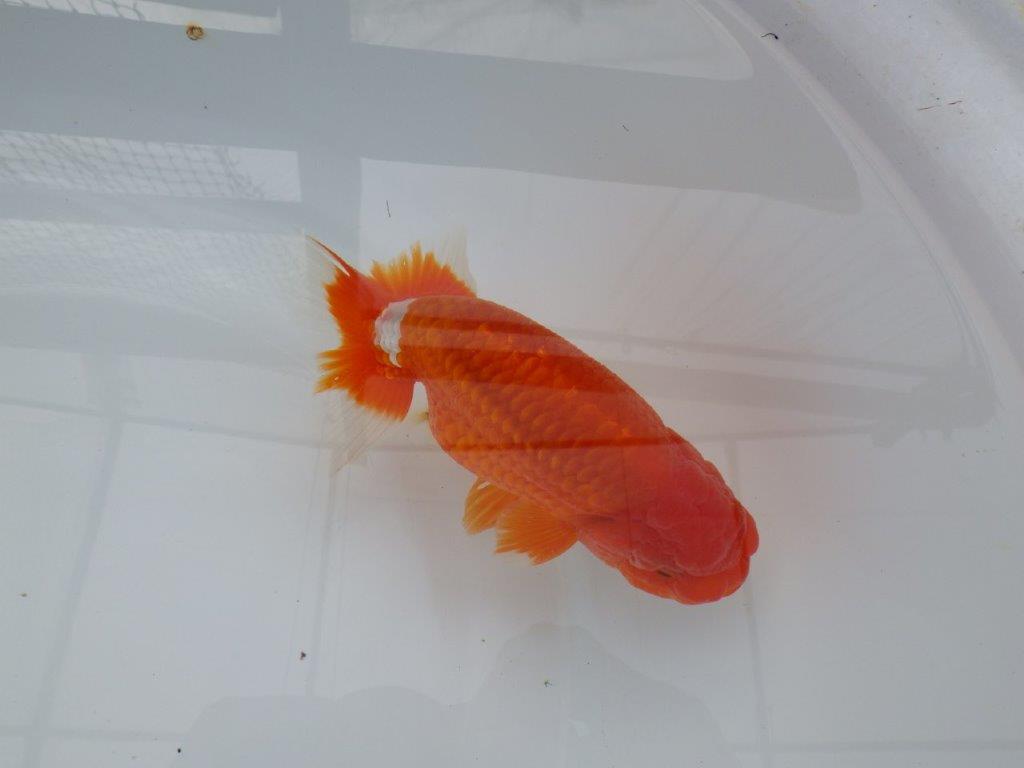背腰も良く尾型、構えが素晴らしく種にもお勧め二歳らんちゅう　約15㎝　オス 【愛知　実力派ブリーダー様】の上身