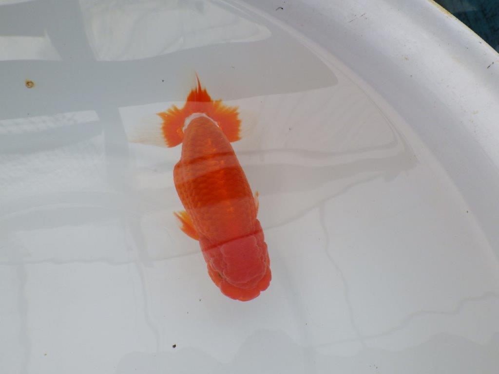 背腰も良く尾型、構えが素晴らしく種にもお勧め二歳らんちゅう　約15㎝　オス 【愛知　実力派ブリーダー様】