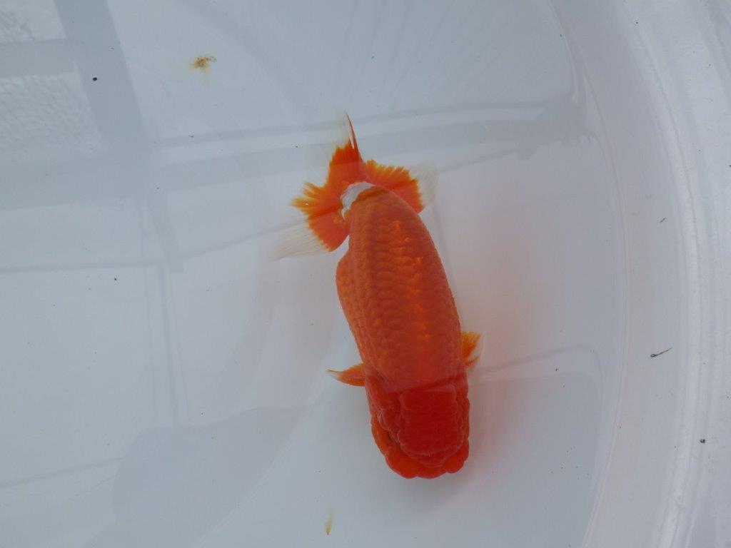 背腰も良く尾型、構えが素晴らしく種にもお勧め二歳らんちゅう　約15㎝　オス 【愛知　実力派ブリーダー様】