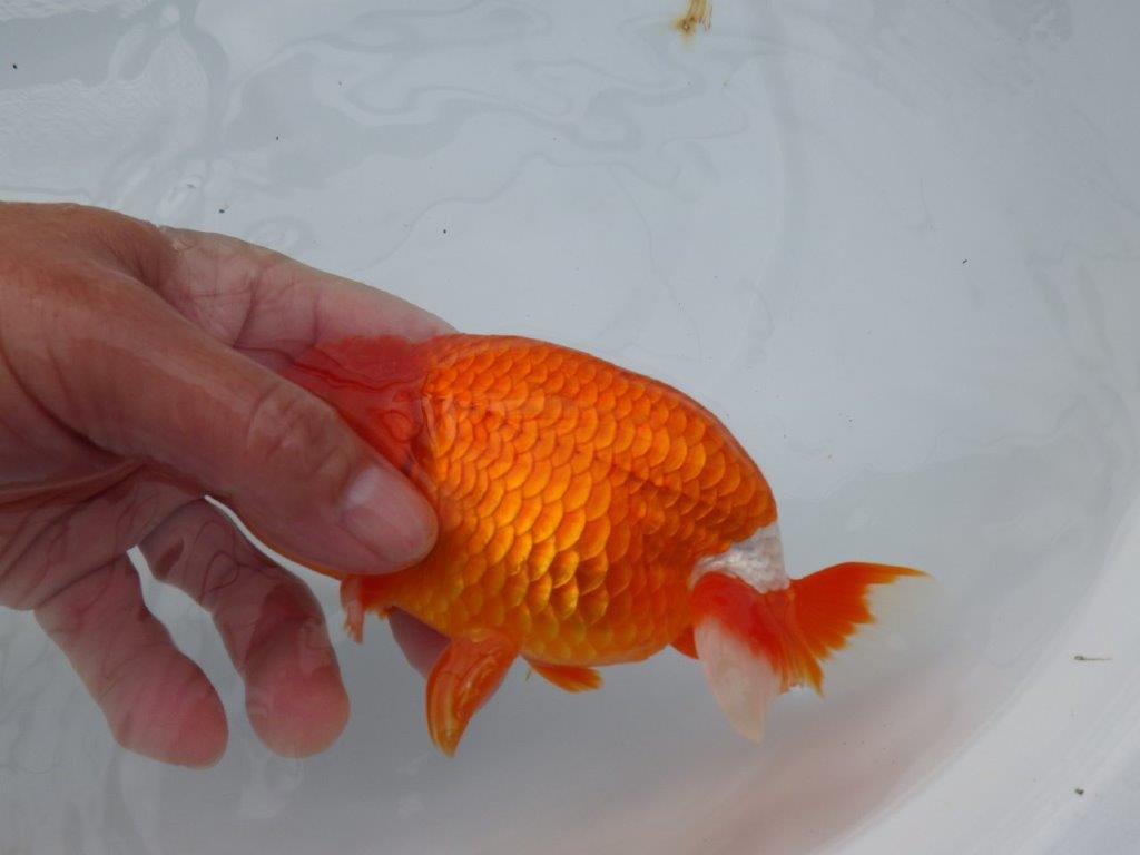 背腰も良く尾型、構えが素晴らしく種にもお勧め二歳らんちゅう　約15㎝　オス 【愛知　実力派ブリーダー様】