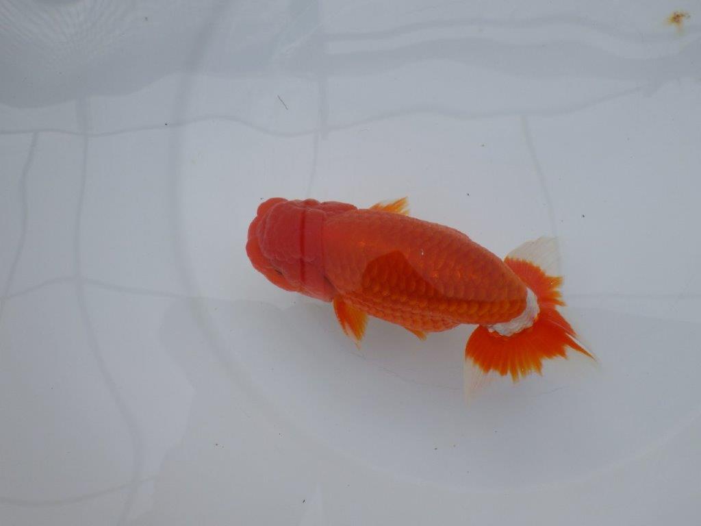 背腰も良く尾型、構えが素晴らしく種にもお勧め二歳らんちゅう　約15㎝　オス 【愛知　実力派ブリーダー様】