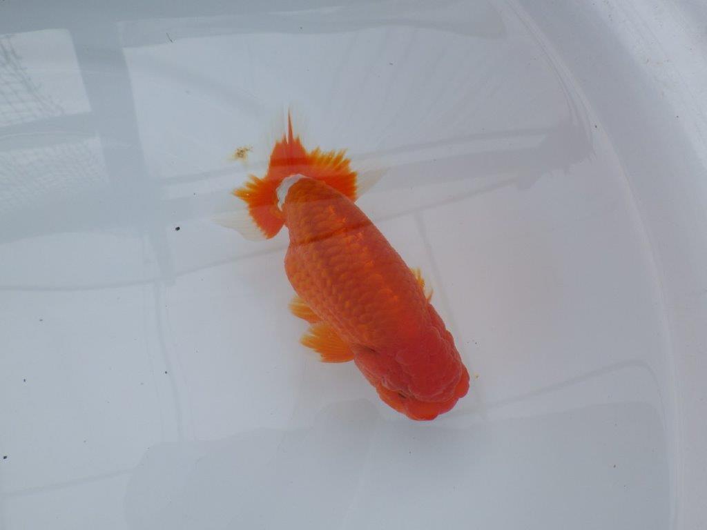 背腰も良く尾型、構えが素晴らしく種にもお勧め二歳らんちゅう　約15㎝　オス 【愛知　実力派ブリーダー様】