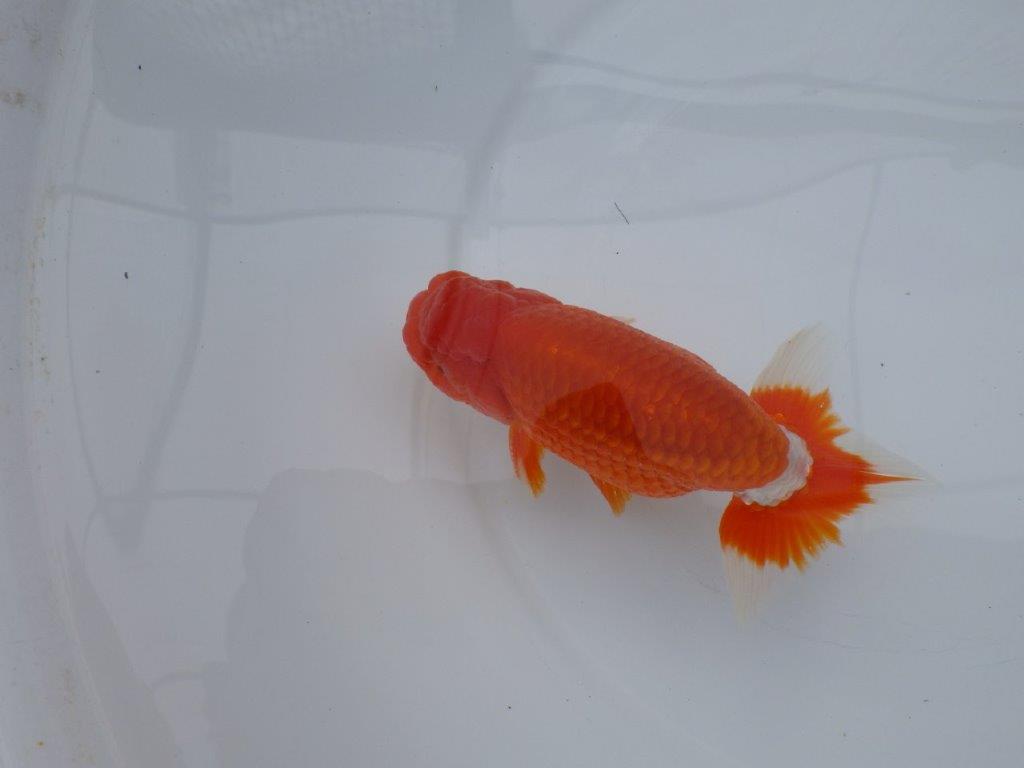背腰も良く尾型、構えが素晴らしく種にもお勧め二歳らんちゅう　約15㎝　オス 【愛知　実力派ブリーダー様】