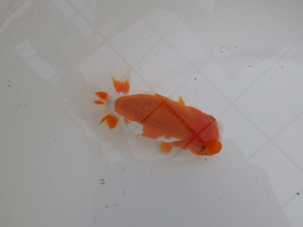 幅があり背腰も綺麗な更紗らんちゅう　明け二歳魚　 　約13,5ｃｍ　メス【管理魚】
