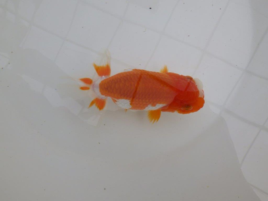 幅があり背腰も綺麗な更紗らんちゅう　明け二歳魚　 　約13,5ｃｍ　メス【管理魚】