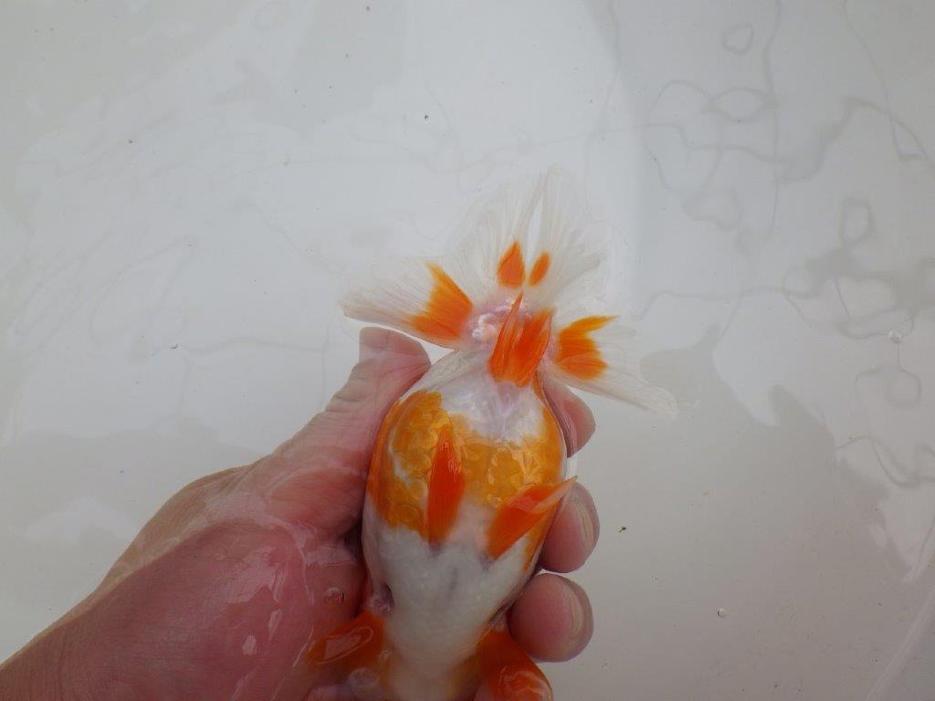幅があり背腰も綺麗な更紗らんちゅう　明け二歳魚　 　約13,5ｃｍ　メス【管理魚】