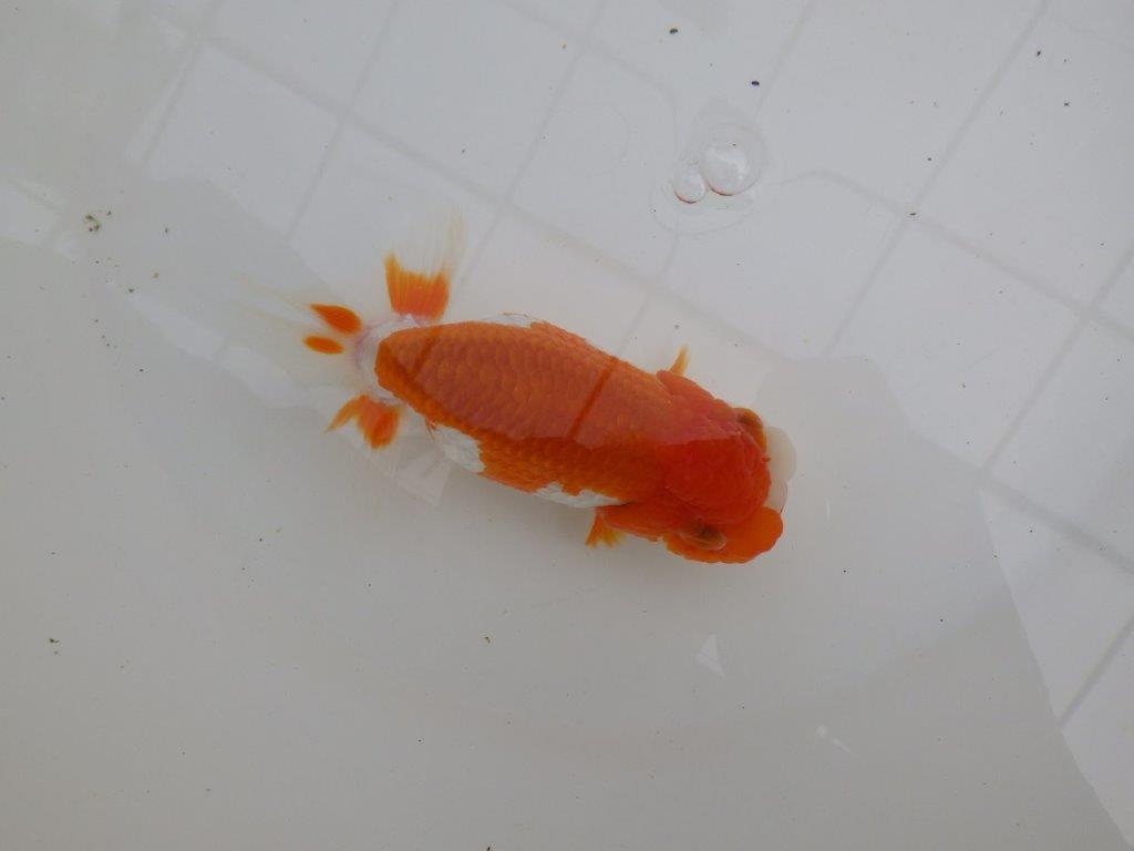 幅があり背腰も綺麗な更紗らんちゅう　明け二歳魚　 　約13,5ｃｍ　メス【管理魚】