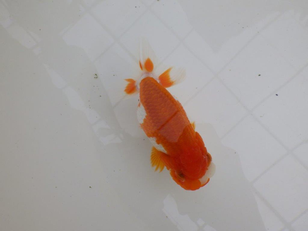 幅があり背腰も綺麗な更紗らんちゅう　明け二歳魚　 　約13,5ｃｍ　メス【管理魚】