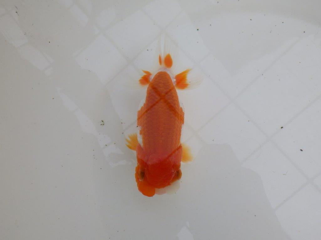 幅があり背腰も綺麗な更紗らんちゅう　明け二歳魚　 　約13,5ｃｍ　メス【管理魚】