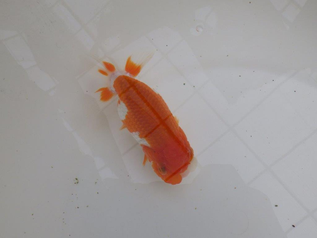 幅があり背腰も綺麗な更紗らんちゅう　明け二歳魚　 　約13,5ｃｍ　メス【管理魚】