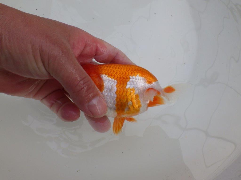 幅があり背腰も綺麗な更紗らんちゅう　明け二歳魚　 　約13,5ｃｍ　メス【管理魚】