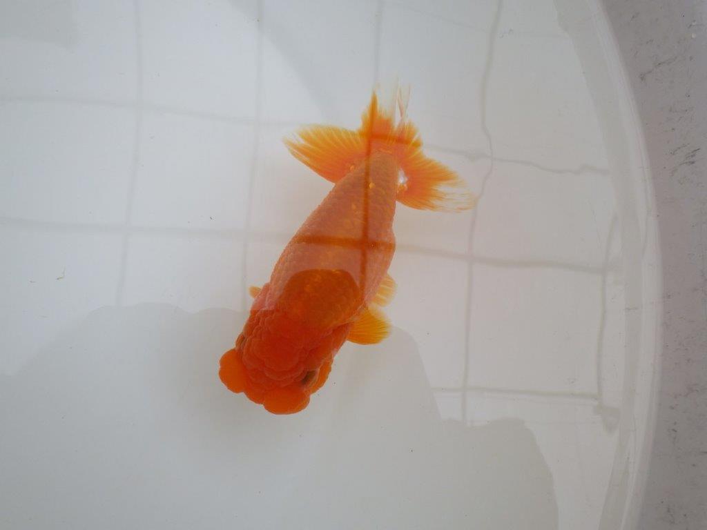 頭が良く尾張りも良いらんちゅう　明け二歳魚　 　約13ｃｍ　メス？？【管理魚】