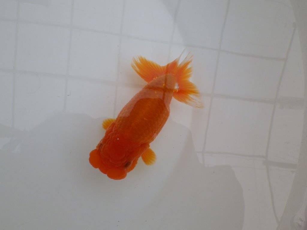 頭が良く尾張りも良いらんちゅう　明け二歳魚　 　約13ｃｍ　メス？？【管理魚】