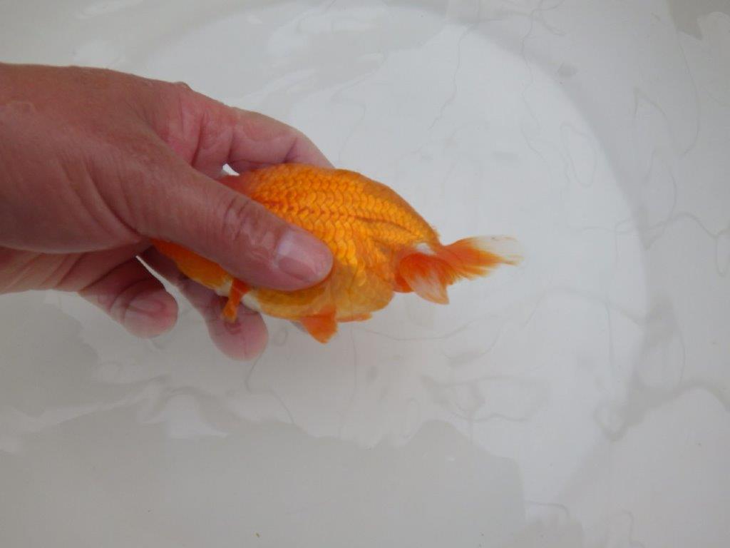 頭が良く尾張りも良いらんちゅう　明け二歳魚　 　約13ｃｍ　メス？？【管理魚】