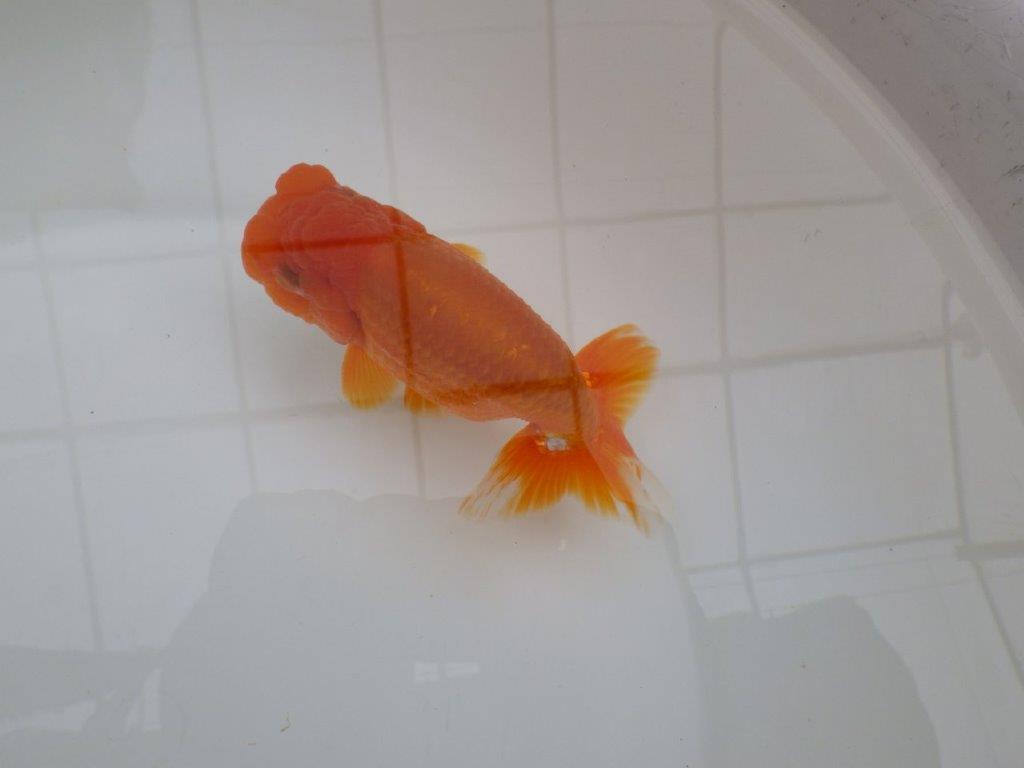 頭が良く尾張りも良いらんちゅう　明け二歳魚　 　約13ｃｍ　メス？？【管理魚】の上身