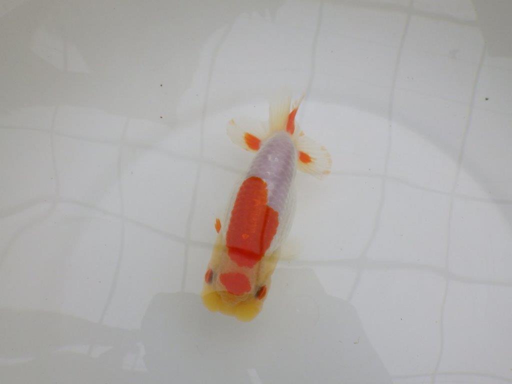 背も柄も綺麗な更紗らんちゅう　明け二歳魚　 　約14ｃｍ　メス【管理魚】