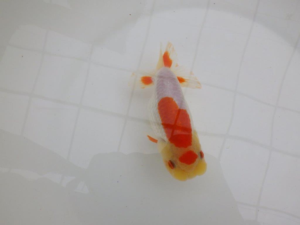 背も柄も綺麗な更紗らんちゅう　明け二歳魚　 　約14ｃｍ　メス【管理魚】