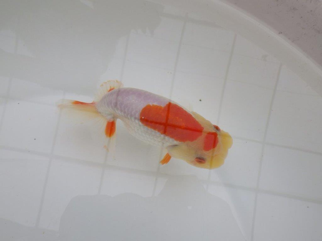 背も柄も綺麗な更紗らんちゅう　明け二歳魚　 　約14ｃｍ　メス【管理魚】
