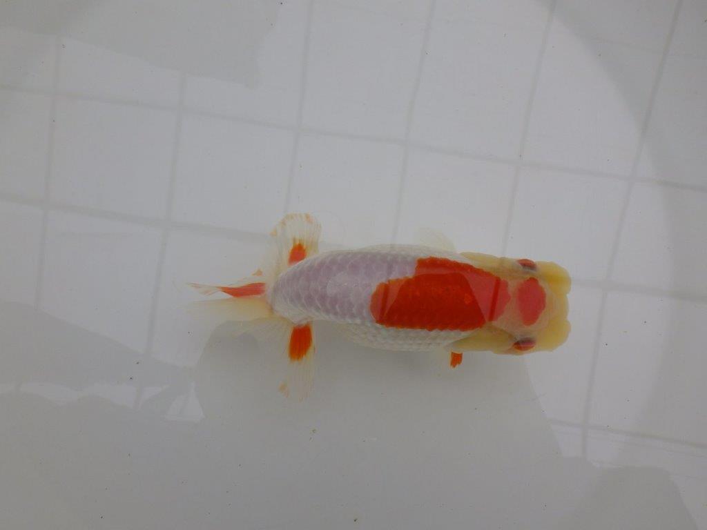背も柄も綺麗な更紗らんちゅう　明け二歳魚　 　約14ｃｍ　メス【管理魚】の上身
