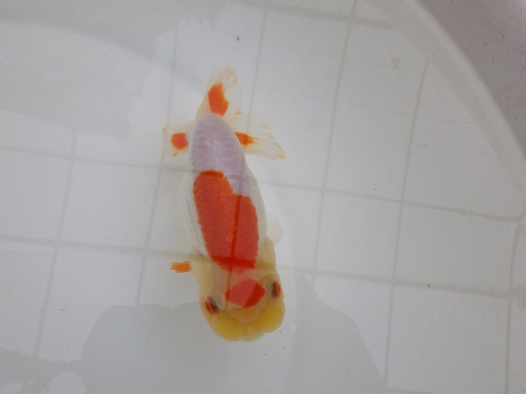 背も柄も綺麗な更紗らんちゅう　明け二歳魚　 　約14ｃｍ　メス【管理魚】