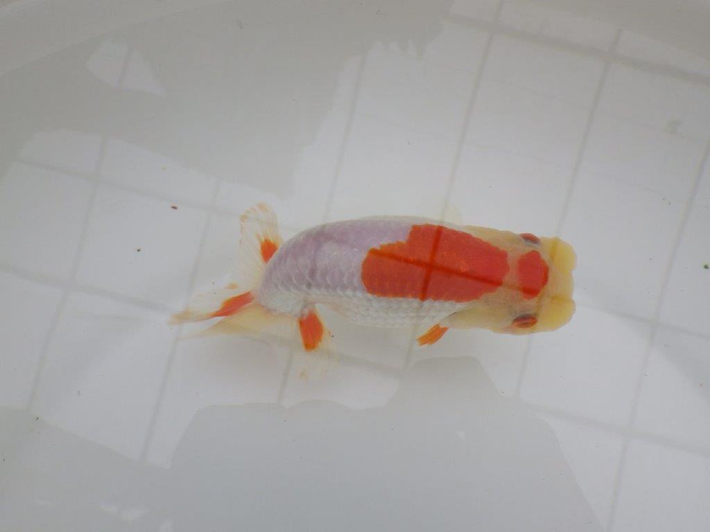 背も柄も綺麗な更紗らんちゅう　明け二歳魚　 　約14ｃｍ　メス【管理魚】