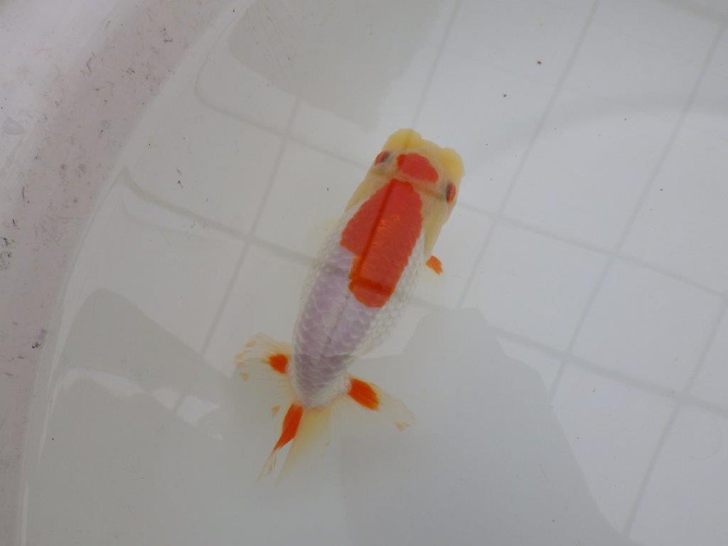 背も柄も綺麗な更紗らんちゅう　明け二歳魚　 　約14ｃｍ　メス【管理魚】