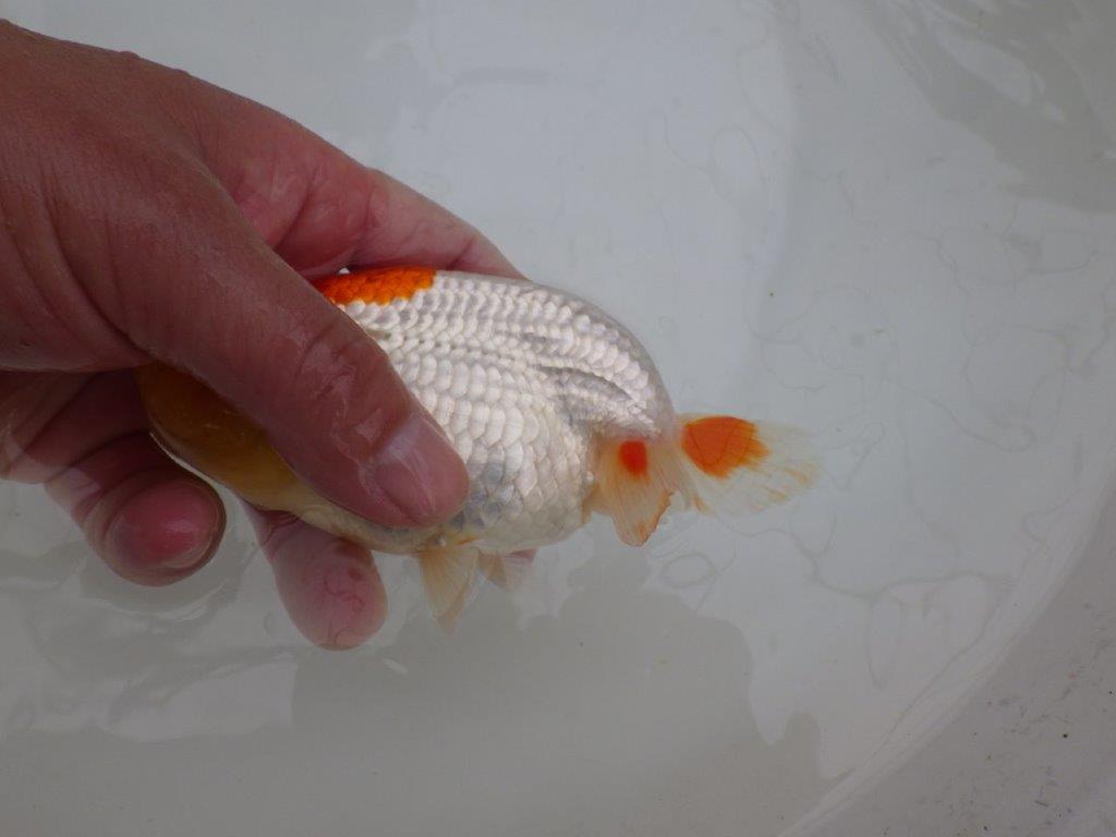 背も柄も綺麗な更紗らんちゅう　明け二歳魚　 　約14ｃｍ　メス【管理魚】