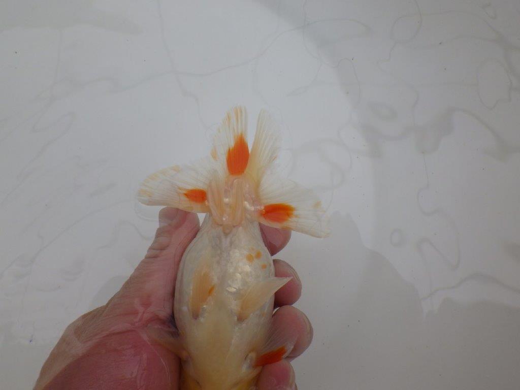 背も柄も綺麗な更紗らんちゅう　明け二歳魚　 　約14ｃｍ　メス【管理魚】