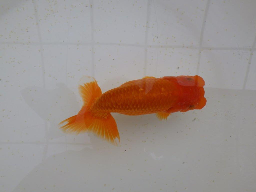 フンタン＆尾の雰囲気が良く背も綺麗　明け二歳らんちゅう　約15,5㎝ メス【全国大会東大関獲得系統】の上身