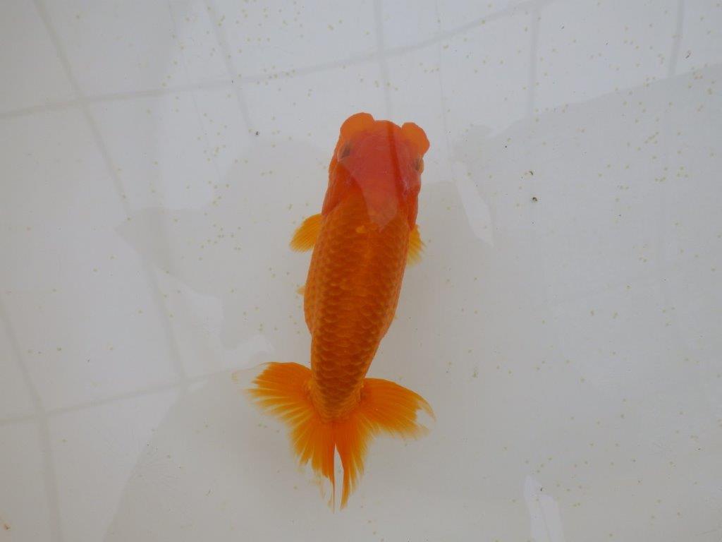 フンタン＆尾の雰囲気が良く背も綺麗　明け二歳らんちゅう　約15,5㎝ メス【全国大会東大関獲得系統】