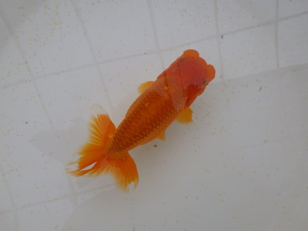 フンタン＆尾の雰囲気が良く背も綺麗　明け二歳らんちゅう　約15,5㎝ メス【全国大会東大関獲得系統】