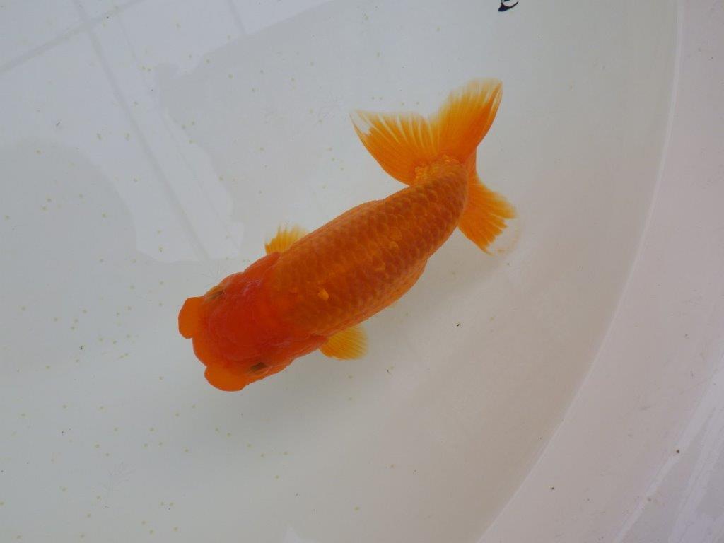 フンタン＆尾の雰囲気が良く背も綺麗　明け二歳らんちゅう　約15,5㎝ メス【全国大会東大関獲得系統】
