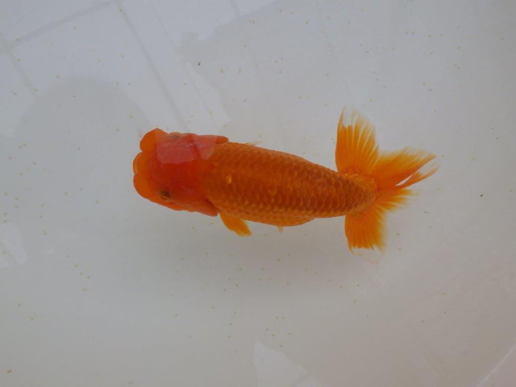 フンタン＆尾の雰囲気が良く背も綺麗　明け二歳らんちゅう　約15,5㎝ メス【全国大会東大関獲得系統】