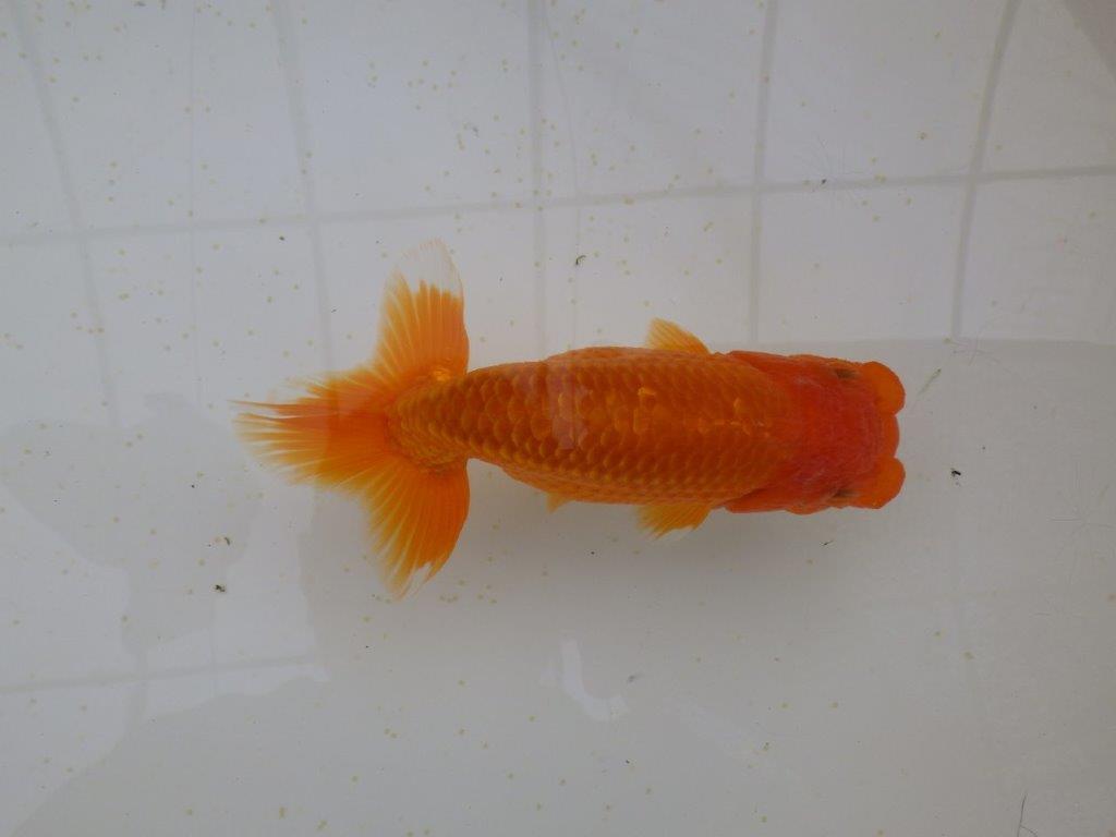 フンタン＆尾の雰囲気が良く背も綺麗　明け二歳らんちゅう　約15,5㎝ メス【全国大会東大関獲得系統】