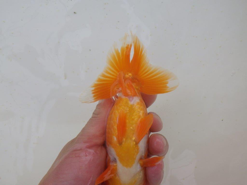 フンタン＆尾の雰囲気が良く背も綺麗　明け二歳らんちゅう　約15,5㎝ メス【全国大会東大関獲得系統】