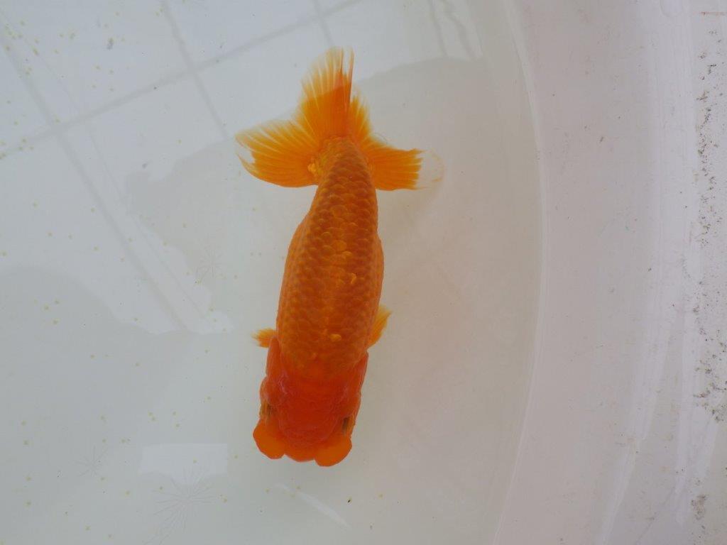 フンタン＆尾の雰囲気が良く背も綺麗　明け二歳らんちゅう　約15,5㎝ メス【全国大会東大関獲得系統】