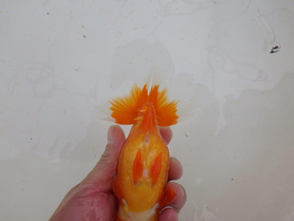 背、腰のラインがとても綺麗　明け二歳らんちゅう　約15,5㎝ メス【全国大会東大関獲得系統】