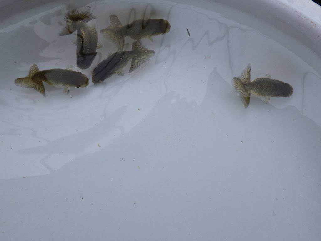 【愛知超優良系統 】上物黒仔５尾セット約５㎝　限定１セット