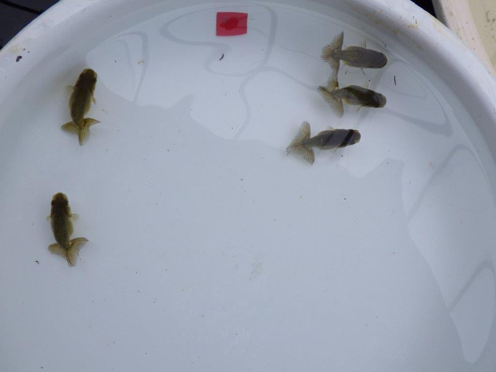 【愛知超優良系統 】上物黒仔５尾セット約５㎝　限定１セット