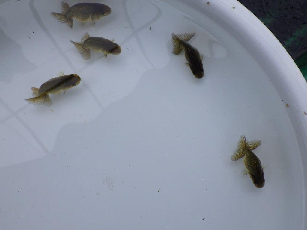 【愛知超優良系統 】上物黒仔５尾セット約５㎝　限定１セット