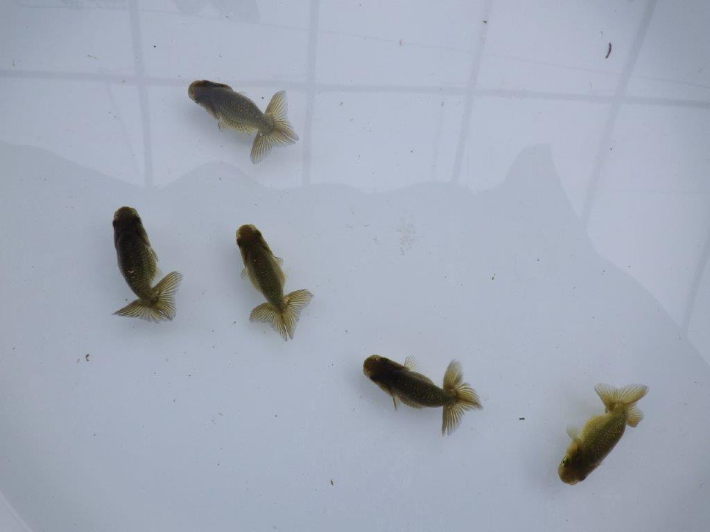 【愛知超優良系統 】上物黒仔５尾セット約５㎝　限定１セット